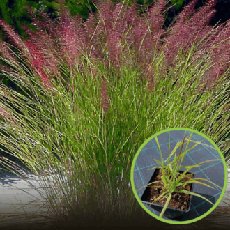 Proso rózgowate 'Northwind' (Panicum virgatum) P9-strzelisty pokrój Panicum virgatum 'Northwind' 1