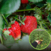 Truskawka Ananasowa ROMAN - Duże owoce Fragaria 'Roman' 1