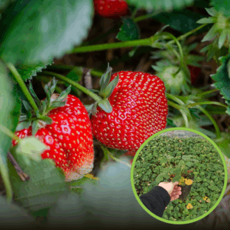 Truskawka Ananasowa ROMAN - Duże owoce Fragaria 'Roman' 1