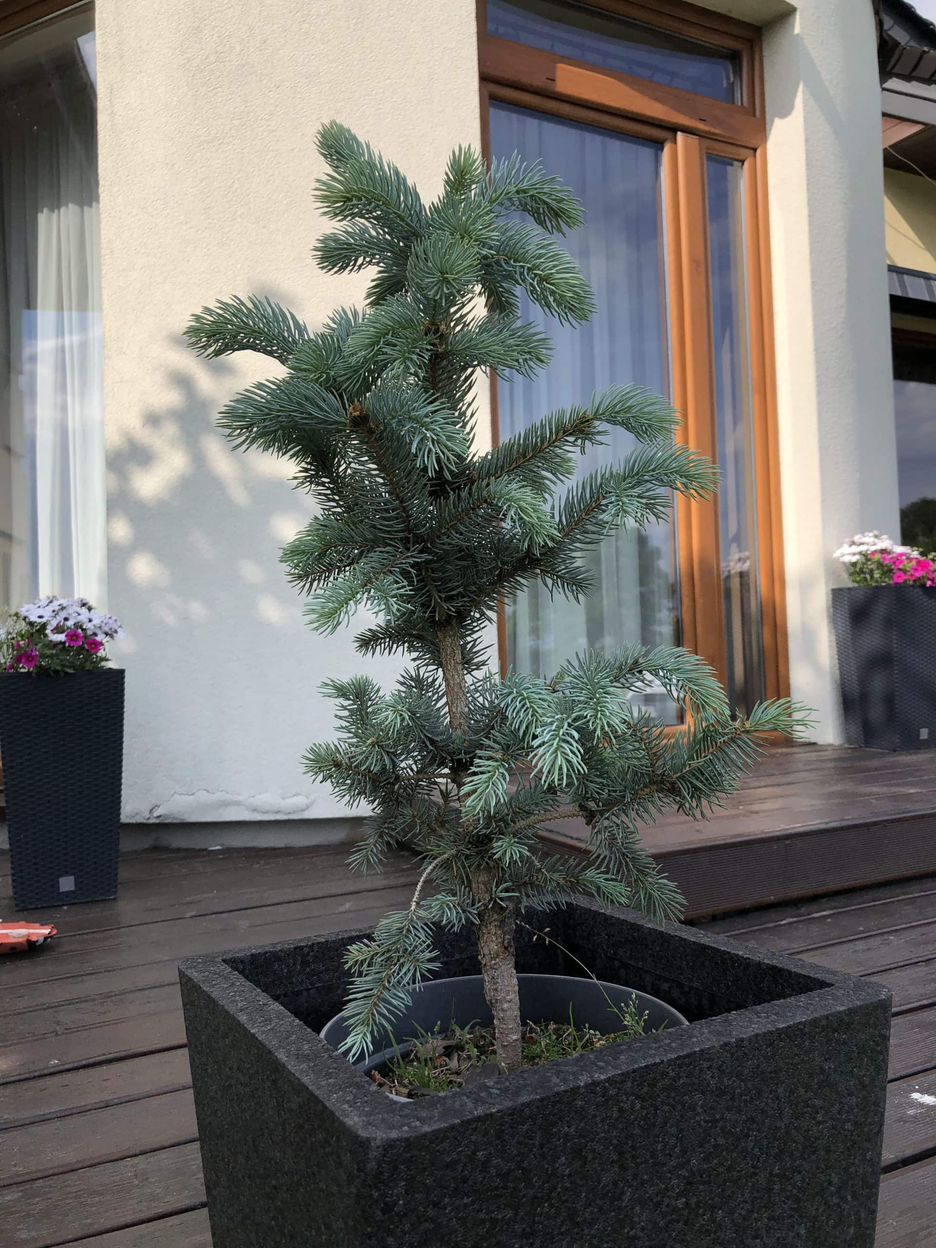 Świerk srebrny szczepiony na pniu Świerk srebrny szczepiony na pniu 3