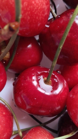 Czereśnia Lapins cerasus Lapins 1