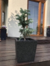 Świerk srebrny szczepiony na pniu Świerk srebrny szczepiony na pniu 4