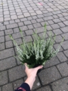 Wrzos BIAŁY Wrzos BIAŁY 2
