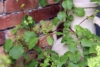 Hortensja pnąca (Hydrangea petiolaris) - PNĄCA I KWITNĄCA Hydrangea petiolaris c2 4