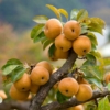 Grusza Azjatycka Chojuro słodka, mrozoodporna Grusza Azjatycka Chojuro 5