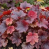 Żurawka Autumn Leaves - Czerwona Heuchera 'Autumn Leaves' 6