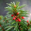 Cis HICKSII - Elegancka roślina na żywopłoty Taxus baccatta 'Hicksii' 4