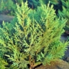 Jałowiec horyzontalny Prince of Wales Juniperus communis Repanda 6