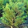 Jałowiec horyzontalny Prince of Wales Juniperus communis Repanda 7