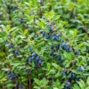Jagoda kamczacka DUET - Soczyste i zdrowe owoce Lonicera caerulea L. var. kamtschatica 'DUET ' 6