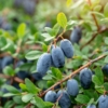 Jagoda kamczacka ZOJKA - SŁODKA ODMIANA Lonicera caerulea L. var. kamtschatica 'ZOJKA ' 6