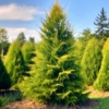 Cyprysik Lawsona Kelleriis Gold - Złota kolumnowa Chamaecyparis lawsoniana "Kelleris gold' 5
