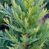 Cyprysik Lawsona White Spot - Jasna kolumnowa odmiana Chamaecyparis lawsoniana White spot' 6