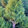 Cyprysik Lawsona White Spot - Jasna kolumnowa odmiana Chamaecyparis lawsoniana White spot' 7