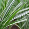 Miskant chiński VARIEGATUS - paskowane liście Miscanthus sinensis 'VARIEGATUS 3