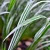 Miskant chiński VARIEGATUS - paskowane liście Miscanthus sinensis 'VARIEGATUS 4