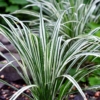 Miskant chiński VARIEGATUS - paskowane liście Miscanthus sinensis 'VARIEGATUS 1
