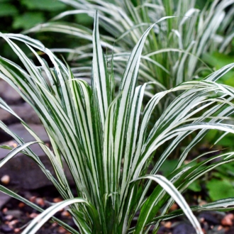 Miskant chiński VARIEGATUS - paskowane liście Miscanthus sinensis 'VARIEGATUS 1