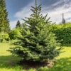 Świerk Pospolity - Mało wymagający, elegancki Picea abies 10