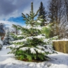 Świerk Pospolity - Mało wymagający, elegancki Picea abies 6