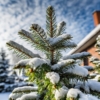Świerk Pospolity - Mało wymagający, elegancki Picea abies 5