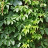 Winobluszcz pięciolistkowy Engelmanii- kolorowe pnącze Parthenocissus quinquefolia 'Engelmanii' 9