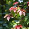 Winobluszcz pięciolistkowy Engelmanii- kolorowe pnącze Parthenocissus quinquefolia 'Engelmanii' 10