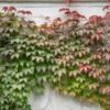 Winobluszcz pięciolistkowy Engelmanii- kolorowe pnącze Parthenocissus quinquefolia 'Engelmanii' 8