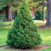 Świerk biały Conica - zielony stożek, łatwy w uprawie Picea glauca "Conica" 5