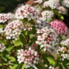 Tawuła japońska Genpei - dwukolorowa Spiraea japonica 'Genpei ' 5