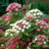 Tawuła japońska Genpei - dwukolorowa Spiraea japonica 'Genpei ' 6