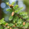 Choina kanadyjska Tsuga canadensis 4