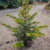 Choina kanadyjska Tsuga canadensis 5