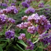 Zatrwian szerokolistny limonium latifolium 1