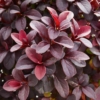 Berberys Thunberga ATROPURPUREA NANA - Czerwony na obwódki Berberis Thunbergii 'Atropurpurea Nana' 6