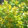 Berberys pośredni Dual Jewel - UNIKATOWA ODMIANA Berberis Thunbergii 'Dual Jewel' 7