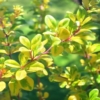 Berberys pośredni Dual Jewel - UNIKATOWA ODMIANA Berberis Thunbergii 'Dual Jewel' 5