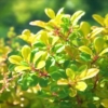 Berberys pośredni Dual Jewel - UNIKATOWA ODMIANA Berberis Thunbergii 'Dual Jewel' 6