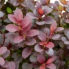 Berberys Thunberga 'Neon'- pomarańczowy kolumnowy Berberis Thunbergii 'Neon' 3