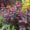 Berberys Red Rocket - na żywopłoty i rabaty Berberis Thunbergii 'Red Rocket' 6