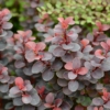 Berberys Thunberga Venice - Bordowa kolumnowa Berberis Thunbergii 'Venice' 6