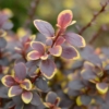 Berberys Thunberga Admiration - czerwony kulisty Berberis Thunbergii 'Admiration' 7