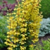 Berberys Thunberga Maria - żółta kolumnowa Berberis Thunbergii 'Maria' 6