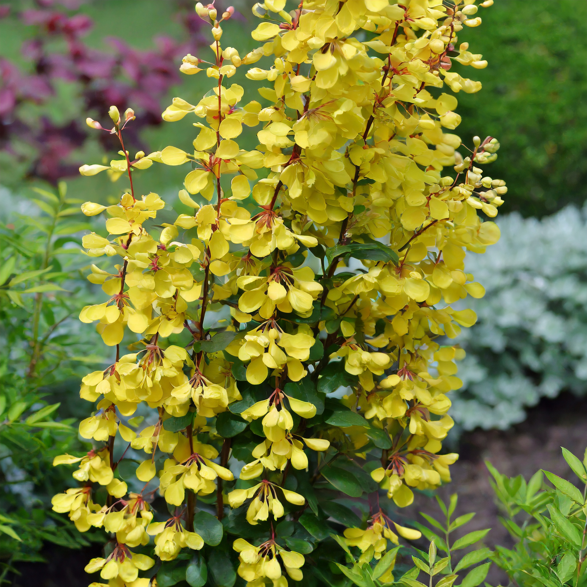 Berberys Thunberga Maria - żółta kolumnowa Berberis Thunbergii 'Maria' 6