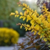 Berberys Thunberga Maria - żółta kolumnowa Berberis Thunbergii 'Maria' 8