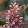 Berberys Thunberga 'Neon'- pomarańczowy kolumnowy Berberis Thunbergii 'Neon' 4
