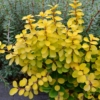 Berberys Thunberga Maria - żółta kolumnowa Berberis Thunbergii 'Maria' 7