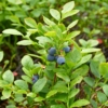 Borówka amerykańska DARROW - NAJSŁODSZE OWOCE Vaccinium corymbosum DARROW 6