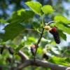 Morwa czarna (Morus nigra) - ZDROWE OWOCE Morus nigra 7