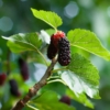 Morwa czarna (Morus nigra) - ZDROWE OWOCE Morus nigra 6